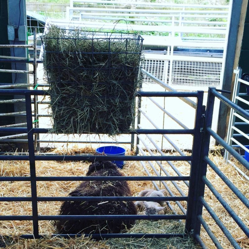 lambs bocketts farm