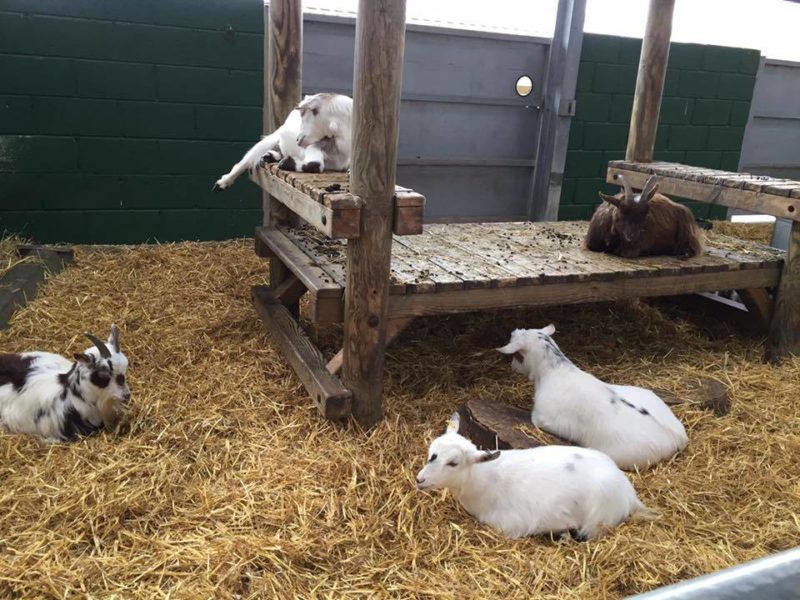 sleepygoats